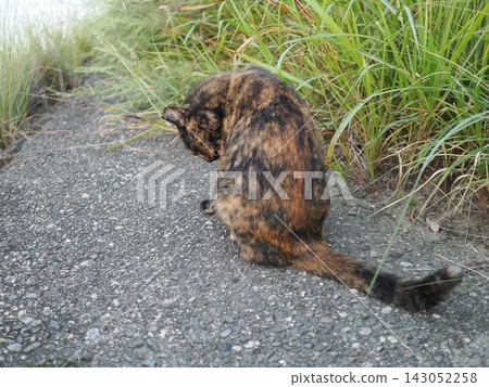 Rusty cat playing on the embankment 143052258