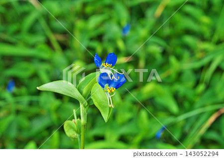 藍色鴨跖草花(秋季,九月) 藍色鴨跖草花(秋季,九月) 143052294