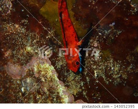 美麗的藍紋鶇(Enneapterygius philippinus)水下照片。 美麗的藍紋鶇(Enneapterygius philippinus)水下照片。 143052395