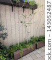 牆壁、植物和寧靜 143052487
