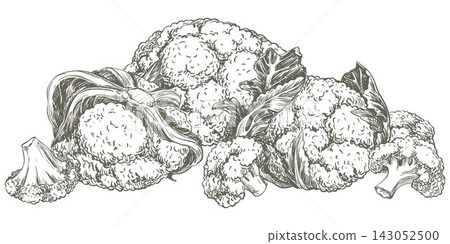 Composition of whole heads of cauliflower and individual florets lies on a table. Vector retro sketch of the cruciferous vegetable. Hand drawn ink linear illustration in an engraving style. Composition of whole heads of cauliflower and individual florets lies on a table. Vector retro sketch of the cruciferous vegetable. Hand drawn ink linear illustration in an engraving style. 143052500