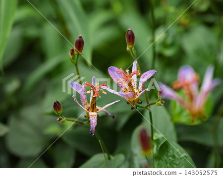 Taiwan Hototogisu Flower Taiwan Hototogisu Flower 143052575