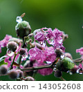 Crape myrtle in the rain 143052608
