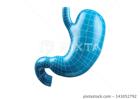 3D Model of Human Stomach in Wireframe Design 143052792