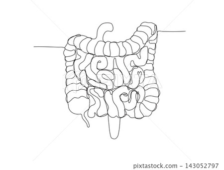 Line Drawing of Human Intestines Line Drawing of Human Intestines 143052797