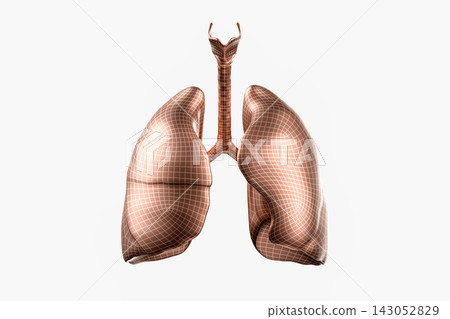 3D Model of Human Lungs in Blue Wireframe Design 3D Model of Human Lungs in Blue Wireframe Design 143052829
