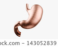 3D Model of Human Stomach in Wireframe Design 143052839