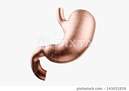 3D Model of Human Stomach in Wireframe Design 3D Model of Human Stomach in Wireframe Design 143052839