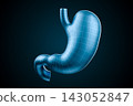 3D Model of Human Stomach in Wireframe Design 143052847