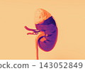Stylized Kidney Model with Brain Texture 143052849