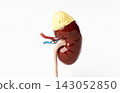 3D Model of Human Kidney with Adrenal Gland 143052850