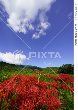 藍天、雲朵、山和紅色的彼岸花 藍天、雲朵、山和紅色的彼岸花 143053014