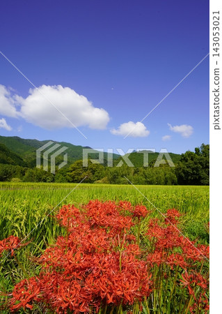 藍天、雲朵、山和紅色的彼岸花 藍天、雲朵、山和紅色的彼岸花 143053021