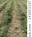 Idle land, abandoned farmland, grass cutting 04 143053197