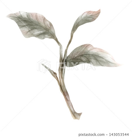 Hand-Painted Watercolor Botanical Branch with Green Leaves Isolated on Transparent Background Hand-Painted Watercolor Botanical Branch with Green Leaves Isolated on Transparent Background 143053544