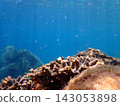 Underwater photograph of branching sponges (Porifera) that grow attached to rocky reefs. 143053898