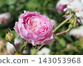 Pink rose flowers are blooming in the rose garden 143053968