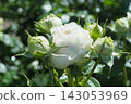 White Rose  143053969