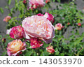 rose flower, light red 143053970