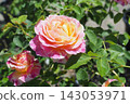 Beautiful pink roses 143053971