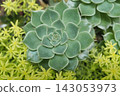Cute succulent plants 143053973