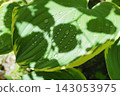 Water droplets accumulated in the leaves 143053975