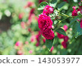 A red rose 143053977