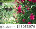 A red rose 143053979