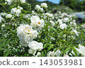 White Rose  143053981