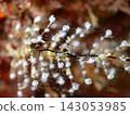 Underwater photograph of a winged sea hydra (Pennaria disticha) spreading its wing-like tentacles. 143053985