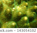 Underwater photograph of a beautiful green and yellow polyp coral (Acropora sp.) 143054102