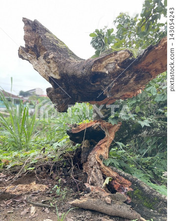 Fallen Rambutan Tree Base Nephelium Lappaceum With Severe Fracture Fallen Rambutan Tree Base Nephelium Lappaceum With Severe Fracture 143054243