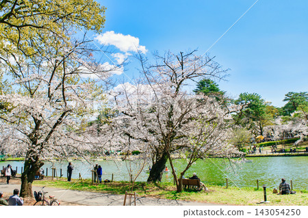 埼玉縣、埼玉市、大宮公園、船池、櫻花盛開 143054250