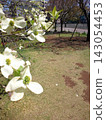  白花 143054453