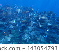 Underwater photographs of schools of sea bream/rudderfish swimming in rocky areas. 143054793