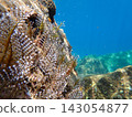 Underwater photograph of a winged sea hydra (Pennaria disticha) spreading its wing-like tentacles. 143054877