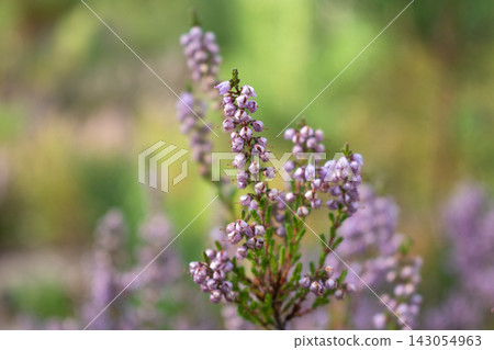 Heather flowers in the forest Heather flowers in the forest 143054963