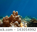 Underwater photograph of the genus Fabia/Favites, characterized by its round, knob-like polyps. 143054992