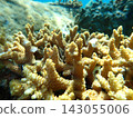 Underwater photograph of branching Acropora coral (Acropora sp.) 143055006