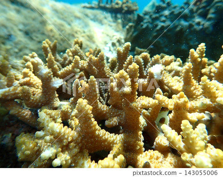 水下拍攝的枝狀鹿角珊瑚（Acropora sp.）照片 143055006