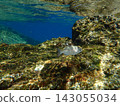Underwater photograph of a Kyphosus cinerascens swimming in a rocky reef area. 143055034