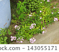 Purple flowers of the beach pink 143055171