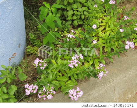 Purple flowers of the beach pink Purple flowers of the beach pink 143055171