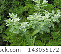 White snow-on-the-mountain flowers that haven't bloomed yet. 143055172