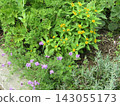 Yellow flowers of Melampodium and purple flowers of Fujibakama 143055173