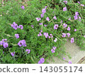 Purple flowers of the beach pink 143055174