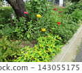 Yellow marigold flowers and yellow Melampodium flowers 143055175