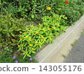 Yellow marigold flowers and yellow Melampodium flowers 143055176