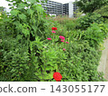 Red zinnia flowers 143055177