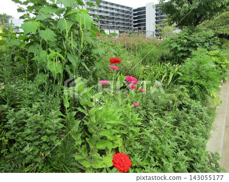 Red zinnia flowers Red zinnia flowers 143055177